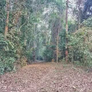 THE JUNGLE